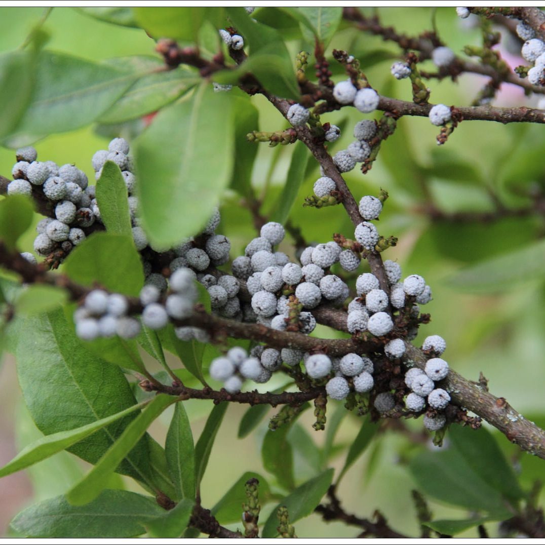 myrica pensylvanica by magrit myrica pensylvanica by magrit
