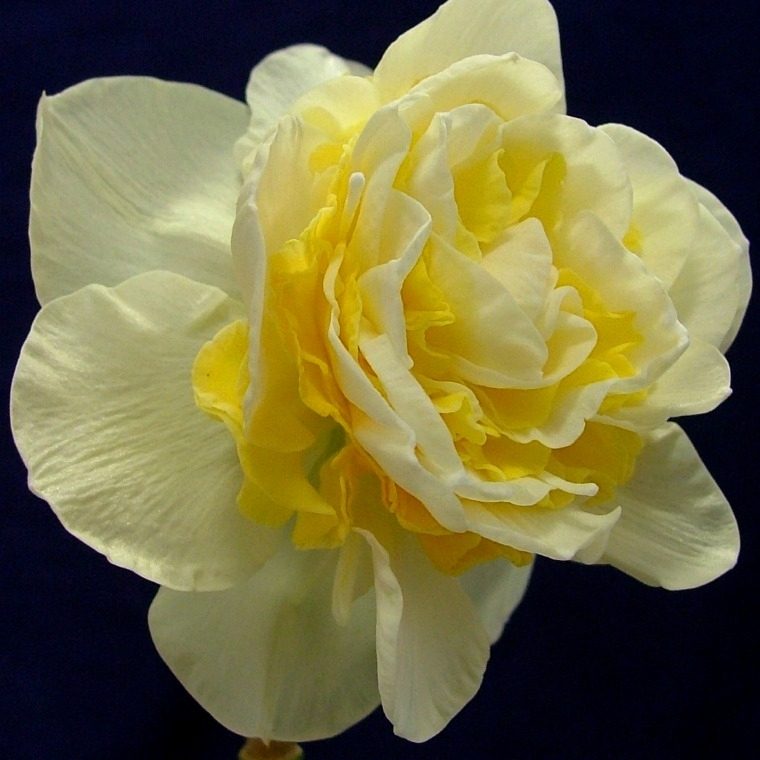 n_lingerie_1 Double Narcissus Lingerie - Bulb Giveaway ends 10/23 at midnight