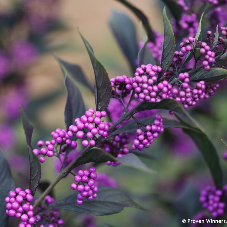 pearl_glam_callicarpa_beauty_berry_purple Beautiful Berries - 7 Shrubs for flower arranging Pearl Glam Callicarpa Beautyberry