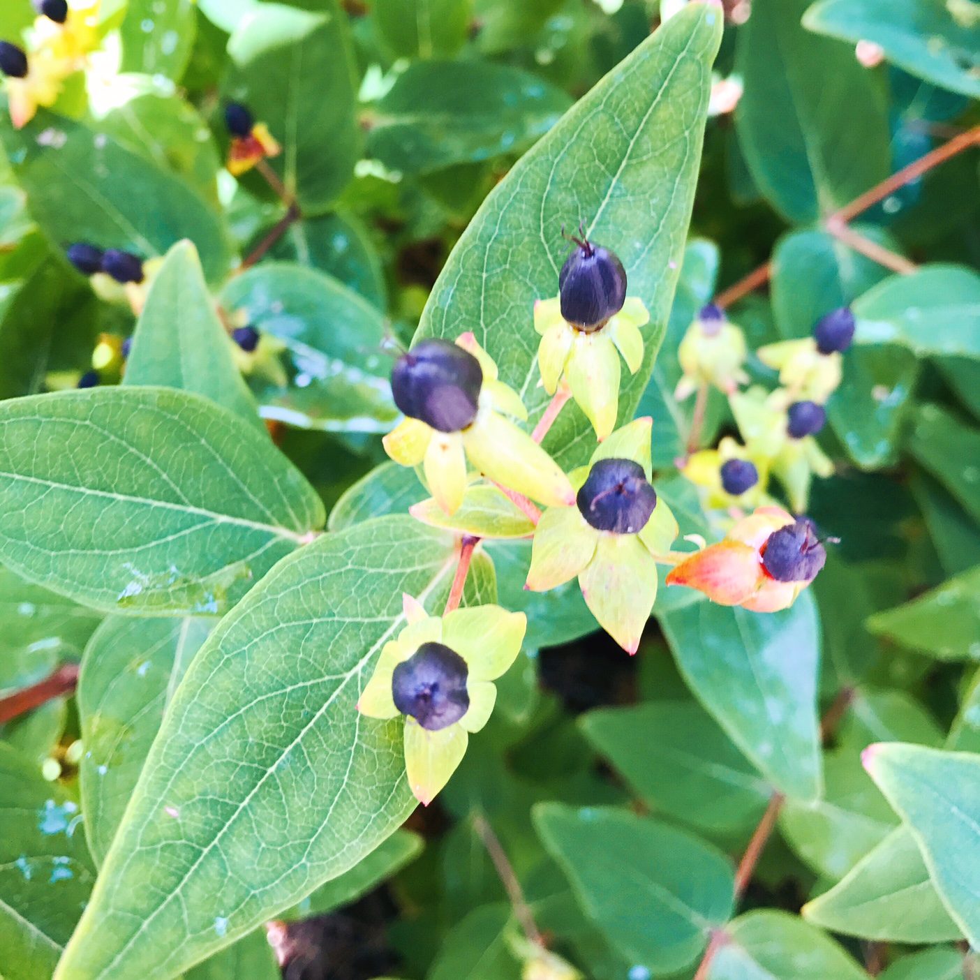 Hypericum St johns wort Beautiful Berries - 7 Shrubs for flower arranging - Hypericum St johns wort