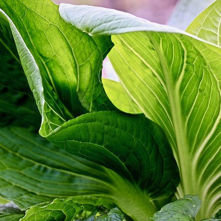 skunk cabbage by cam miller Skunk cabbage