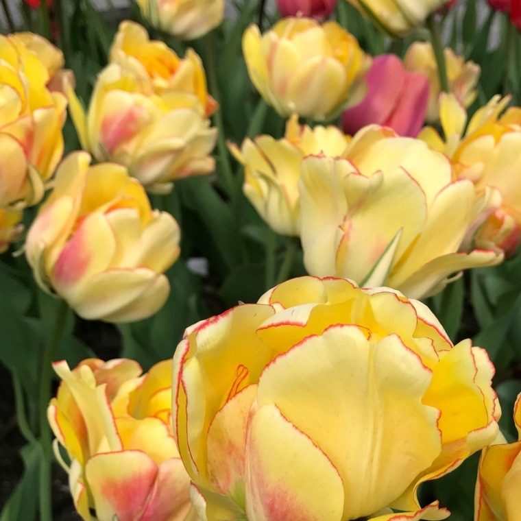 t_akebono_1 Giant Darwin Hybrid Tulip Akebono - Bulb Giveaway ends 10/23 at midnight