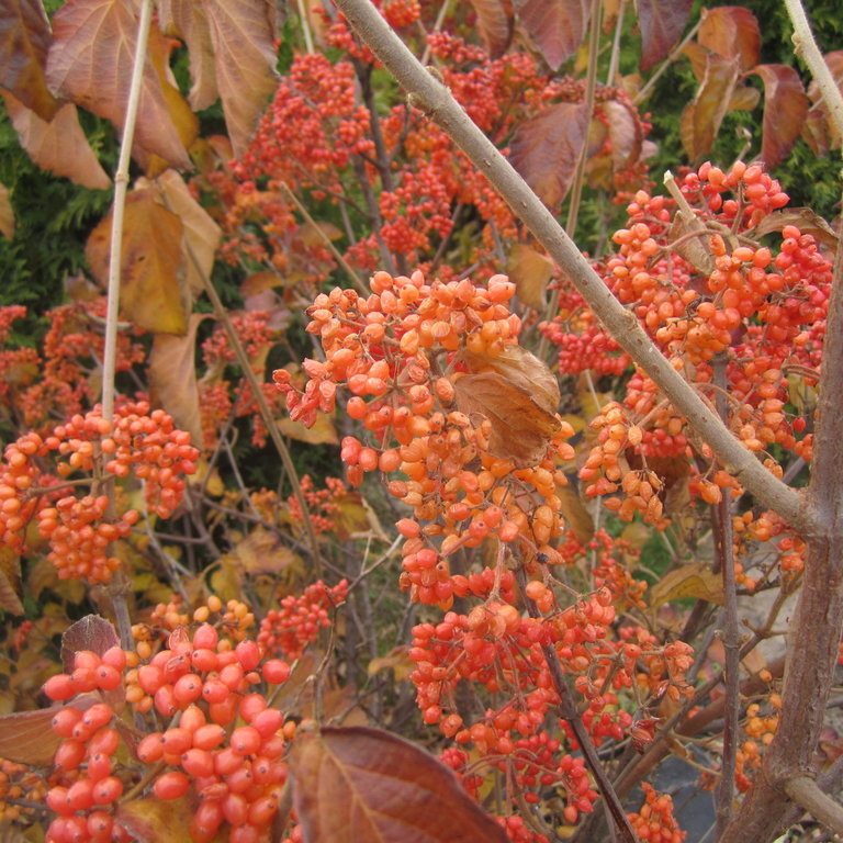 tandoori_orange_viburnum_fall_color Tandoor orange viburnum - 9 types of berries for fall and winter florals